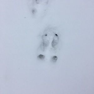 Meet your Posher, Gwen